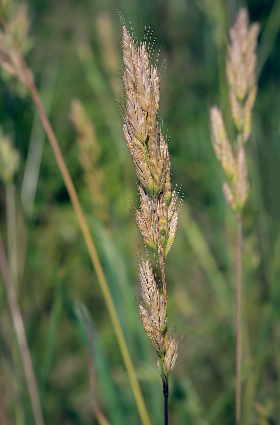 Image of Bromus hordeaceus specimen.
