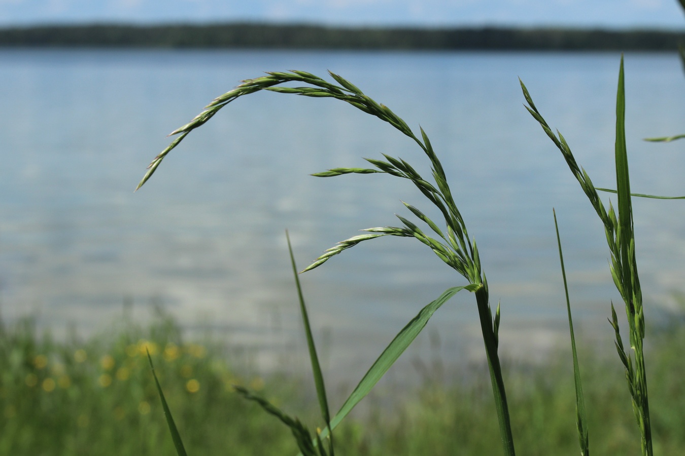 Изображение особи Festuca arundinacea.