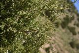 genus Juniperus. Ветвь с шишкоягодами. Турция, ил Ван, окр. Кармраванк, горная степь. 22 мая 2025 г.