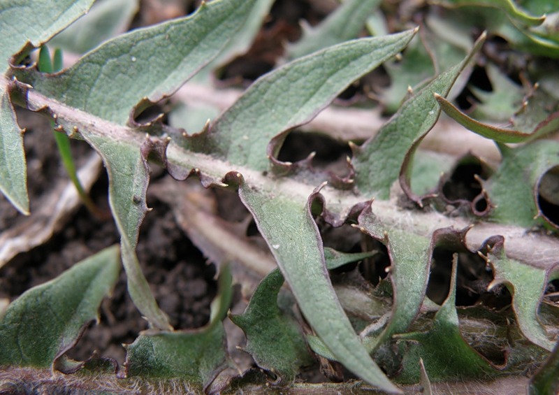 Image of genus Taraxacum specimen.