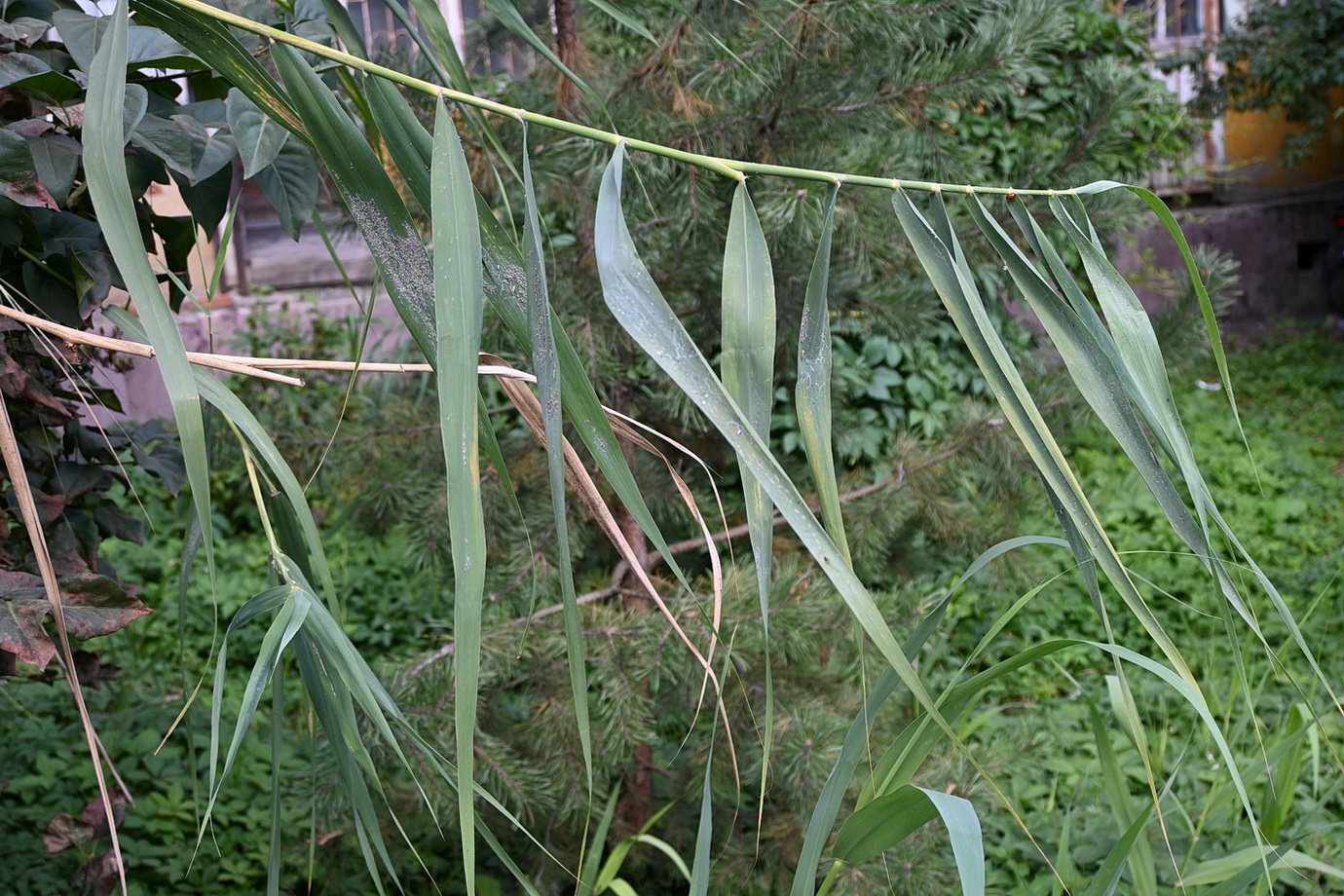 Image of genus Phragmites specimen.