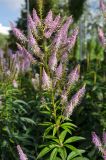 Veronicastrum virginicum. Верхушка побега с соцветием. Пермь, Ленинский р-н, городская эспланада. 1 сентября 2024 г.