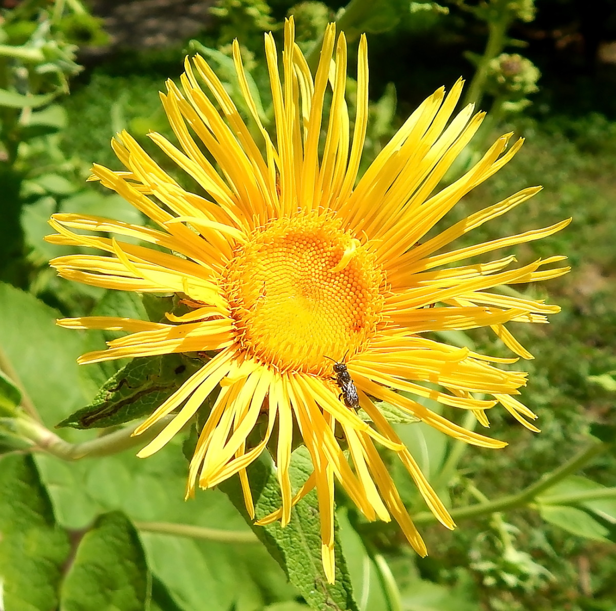 Изображение особи Telekia speciosa.