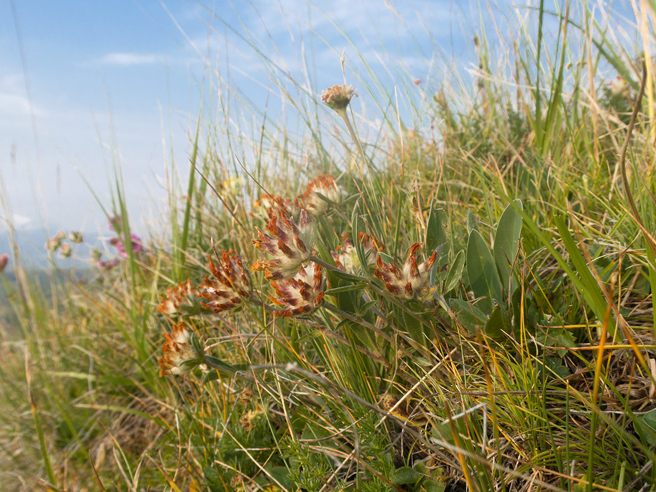 Изображение особи Anthyllis variegata.