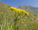 genus Senecio. Верхушка побега с соцветием. Северная Осетия, Пригородный р-н, пер. Санибанский, ≈ 1900 м н.у.м., высокогорный луг. 31.07.2025.