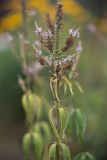 Veronicastrum virginicum. Верхушка растения с отцветающими соцветиями. Карелия, г. Петрозаводск, Ботанический сад ПетрГУ. 22.08.2025.