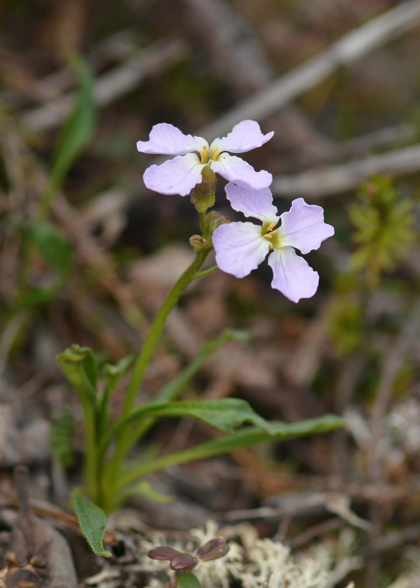 Изображение особи Parrya nudicaulis.