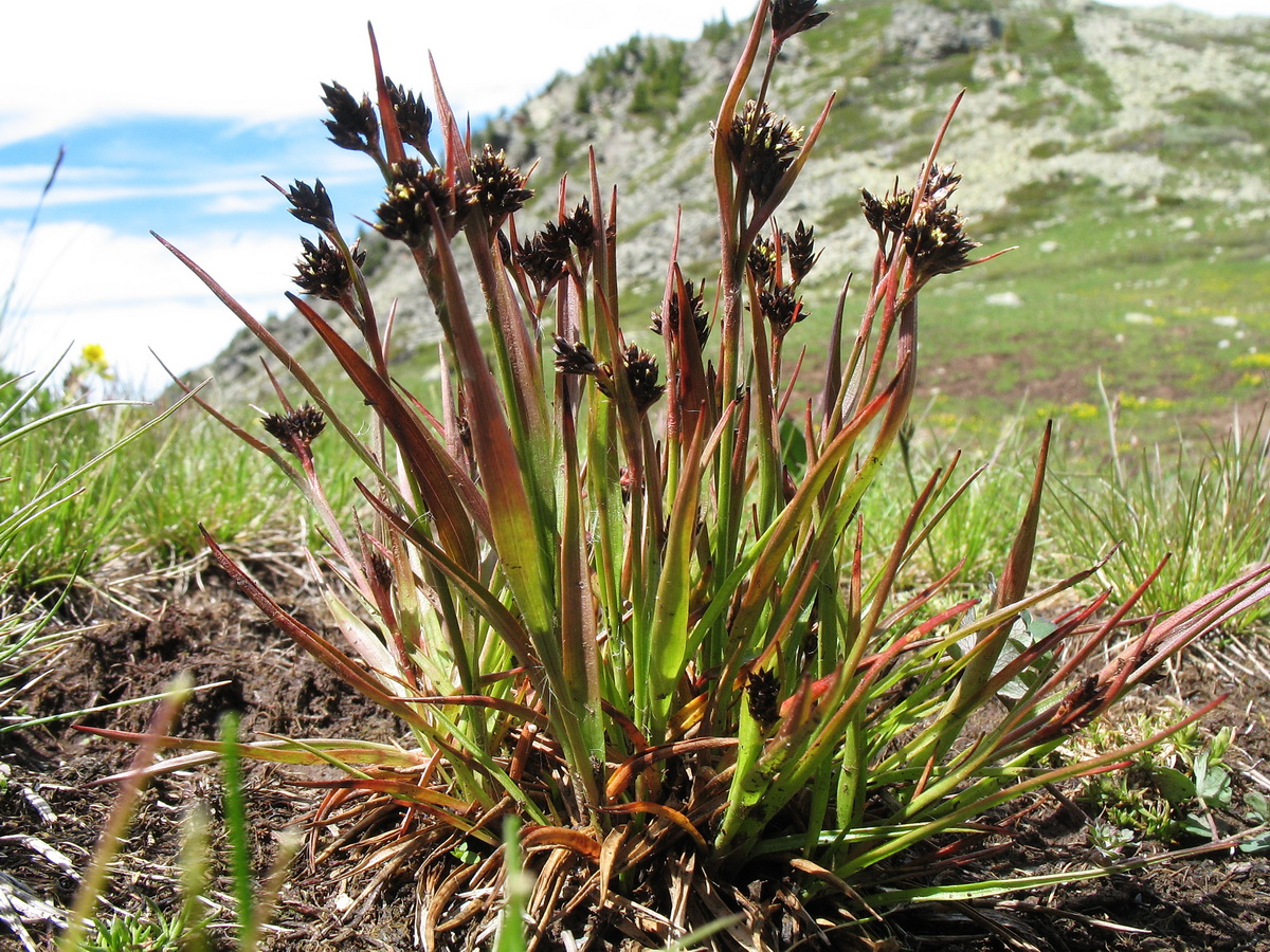 Image of genus Luzula specimen.