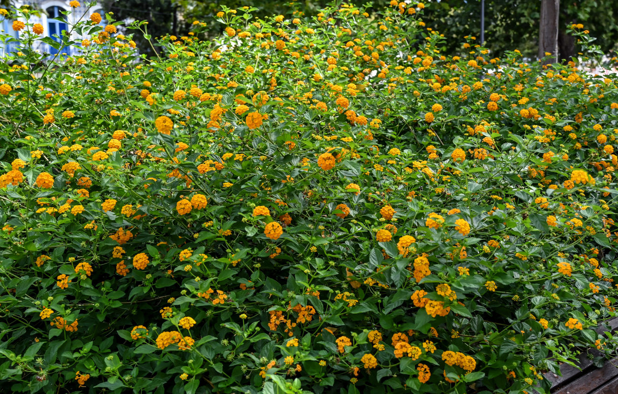 Image of Lantana &times; strigocamara specimen.