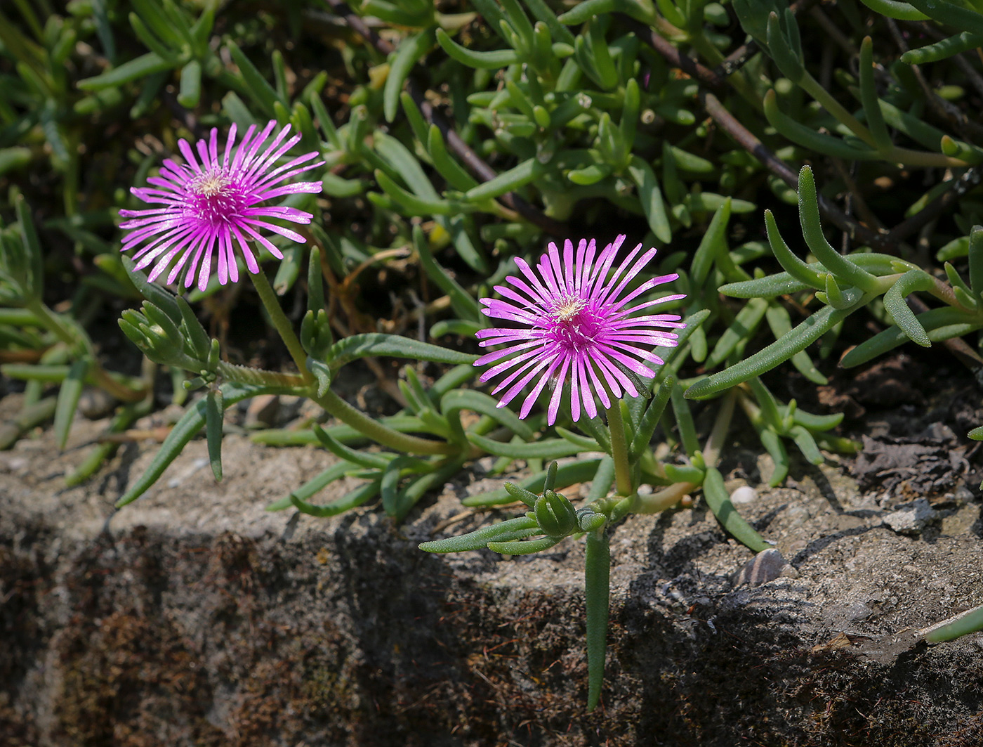 Изображение особи Delosperma cooperi.