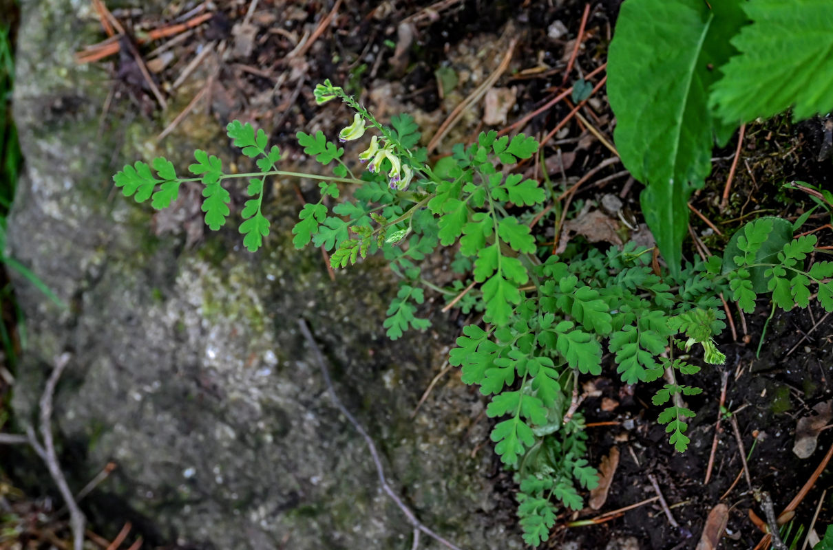 Image of Corydalis ophiocarpa specimen.