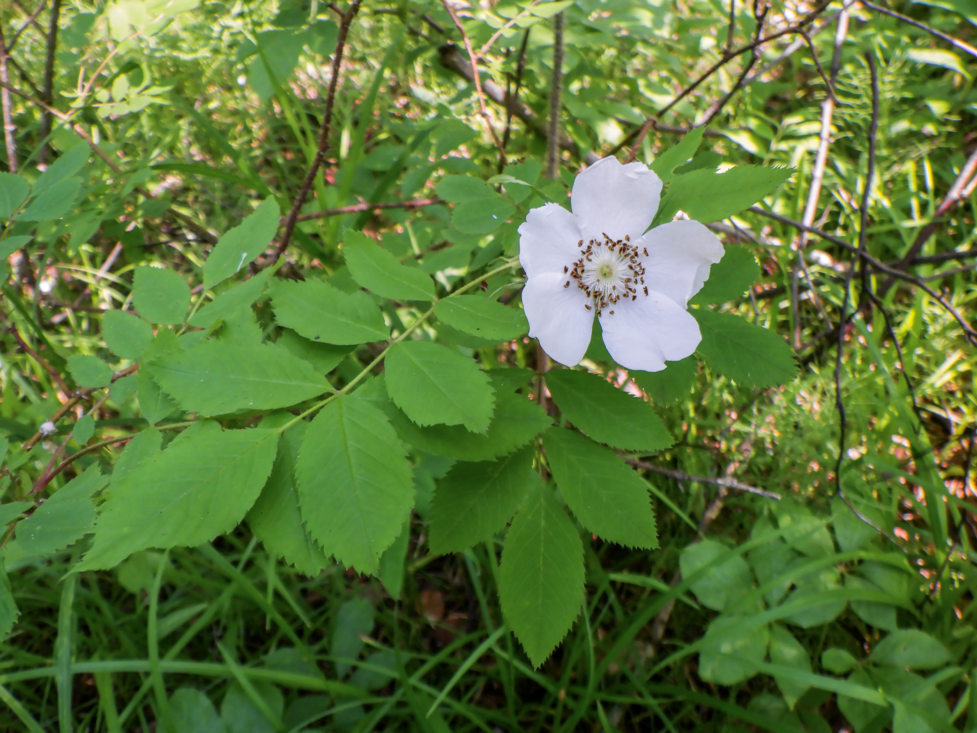 Изображение особи Rosa acicularis.
