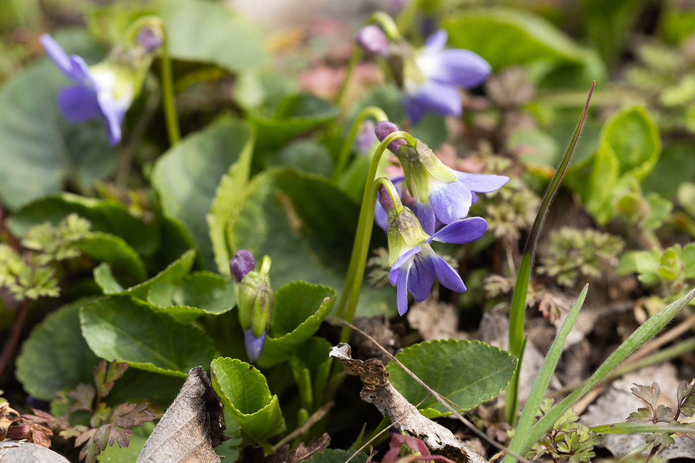 Image of Viola suavis specimen.