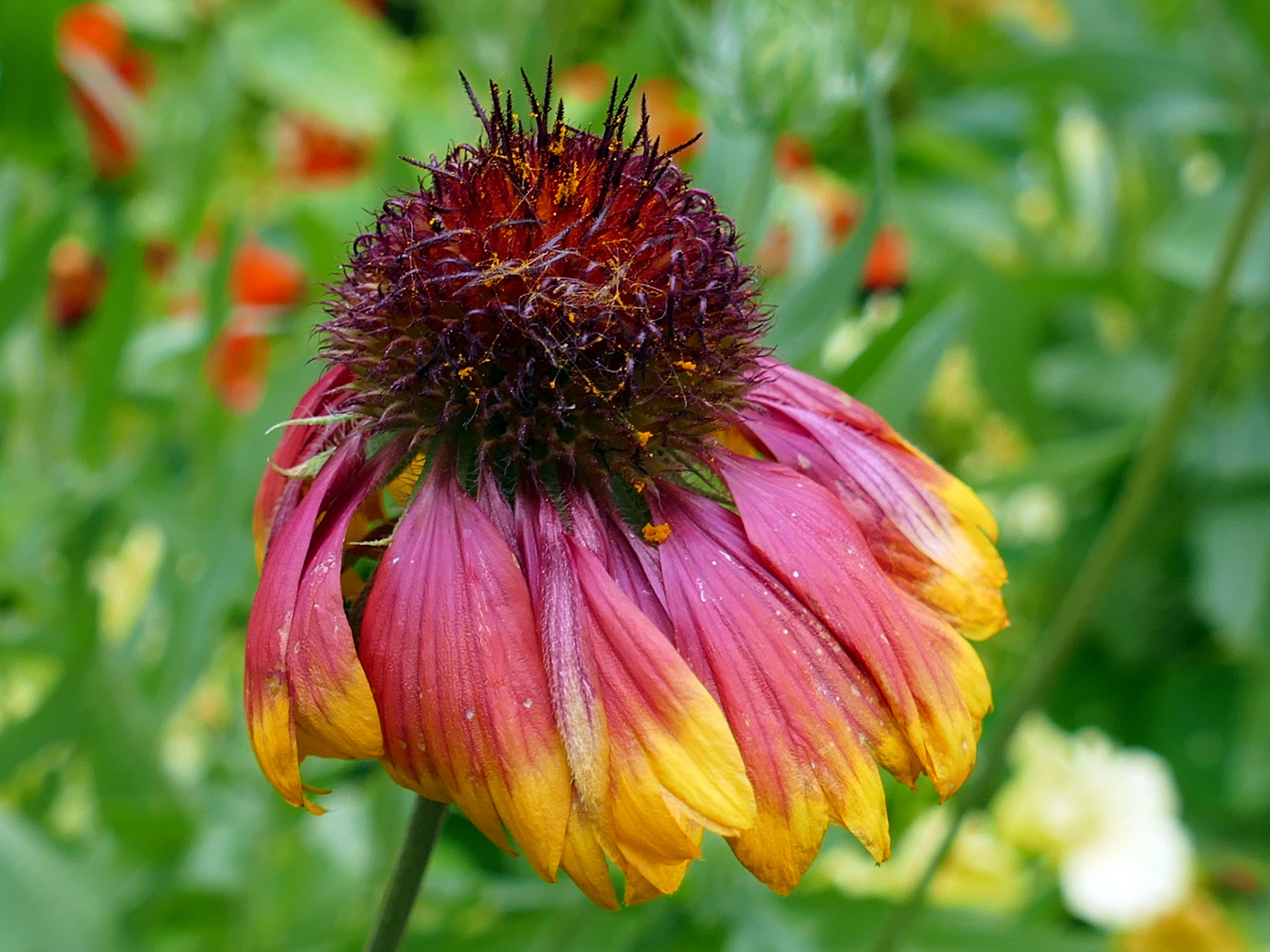 Image of Gaillardia aristata specimen.