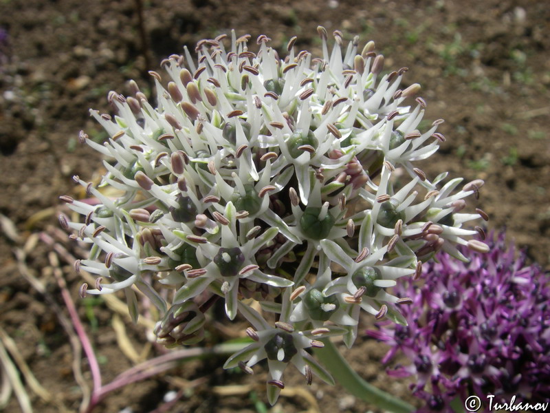 Image of Allium cyrilli specimen.