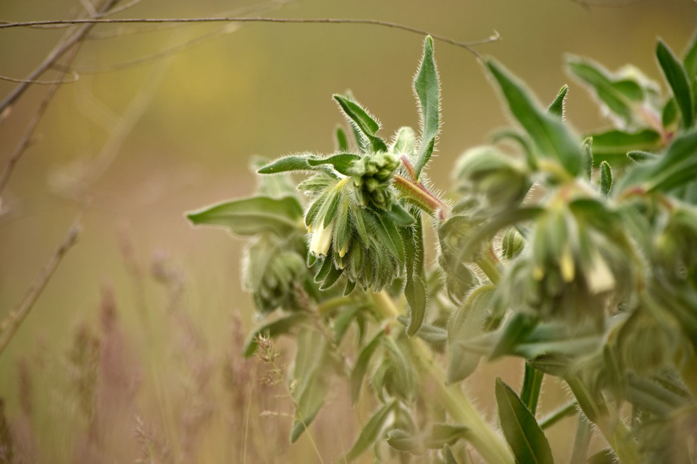 Image of Onosma setosa specimen.