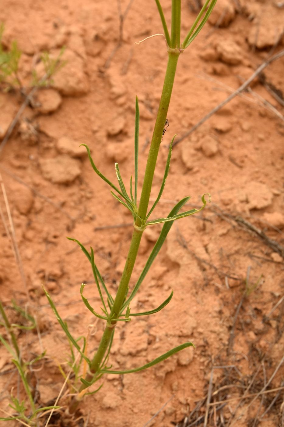Image of Silene media specimen.