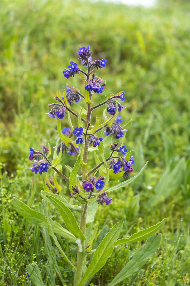 Image of Anchusa azurea specimen.