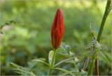 Lilium pensylvanicum. Верхушка побега с бутоном. Московская обл., Раменский р-н, окр. дер. Хрипань, садовый участок. 17.06.2026.