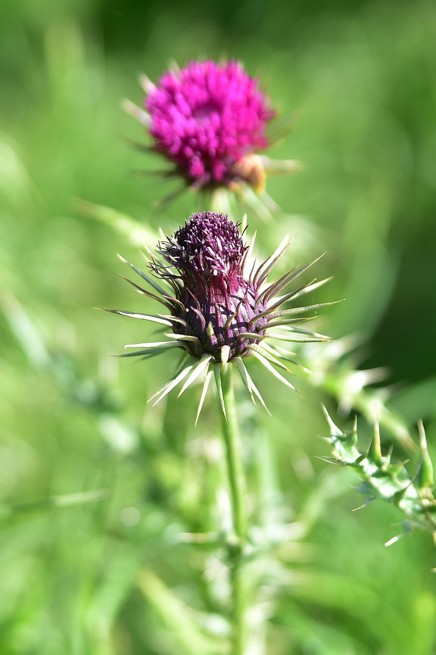 Image of Unknown species specimen.