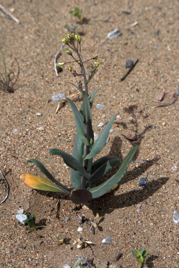 Image of Isatis violascens specimen.