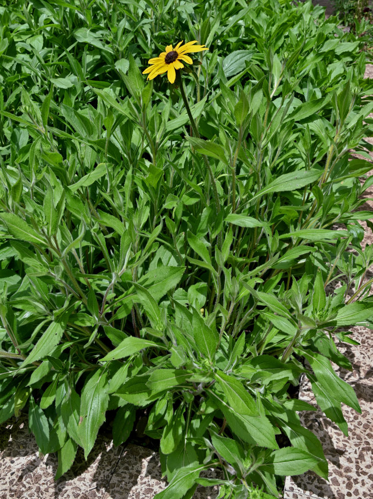 Изображение особи Rudbeckia hirta.