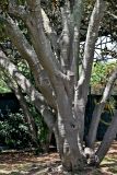 Ficus rubiginosa. Нижние части стволов. Португалия, г. Лиссабон, в культуре. 04.08.2025.
