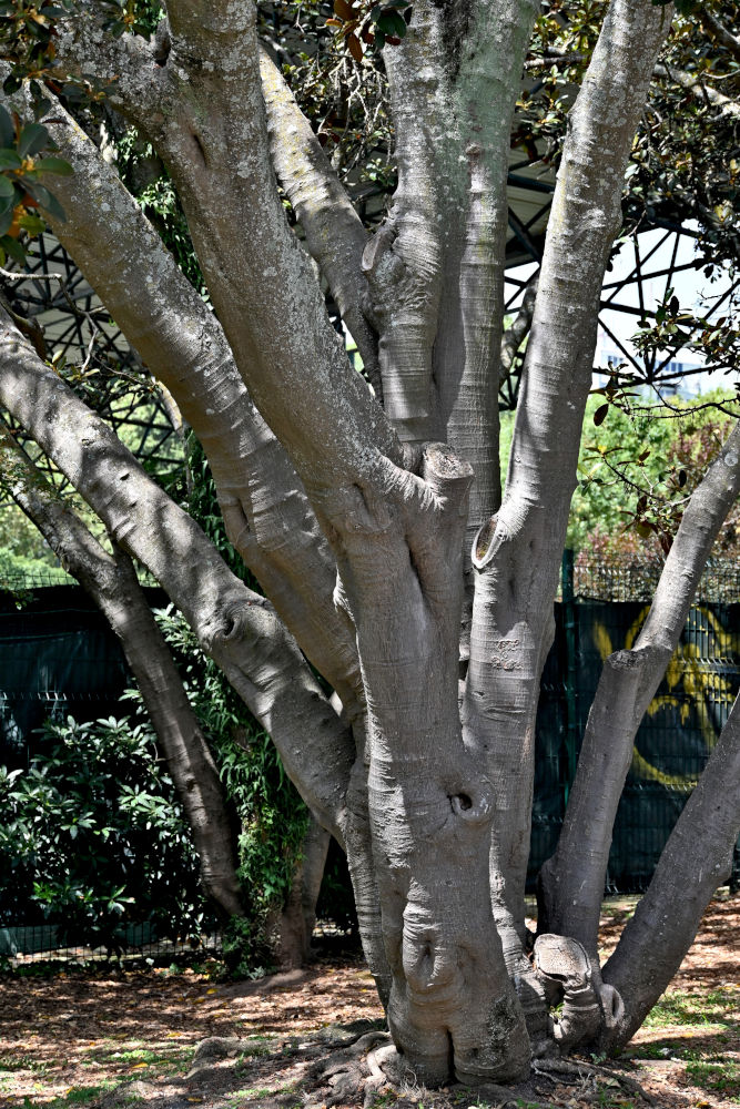 Изображение особи Ficus rubiginosa.