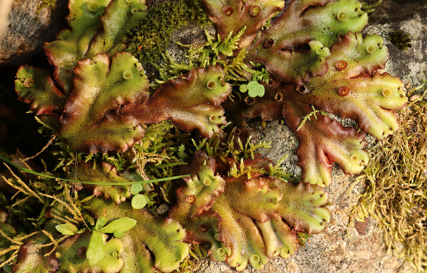Image of Marchantia polymorpha specimen.