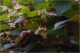 Philadelphus pubescens. Формирующиеся плоды. Московская обл., Раменский р-н, окр. дер. Хрипань, садовый участок. 10.07.2026.