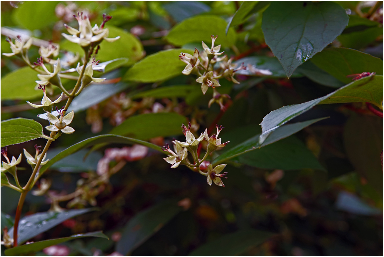 Image of Philadelphus pubescens specimen.