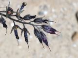 Lindelofia stylosa