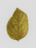 Rubus idaeus. Листочек в осенней окраске. Республика Молдова, муниципалитет Кишинёв, г. Кодру. 13 декабря 2025 г.