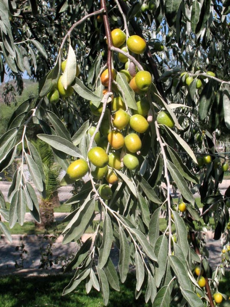 Image of Elaeagnus angustifolia specimen.