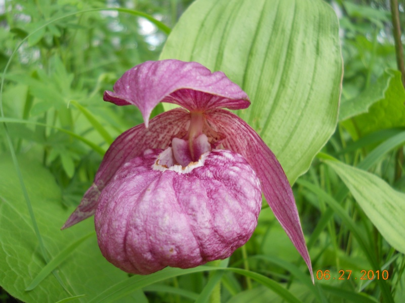 Image of Cypripedium macranthos specimen.