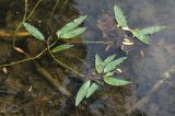 Persicaria amphibia