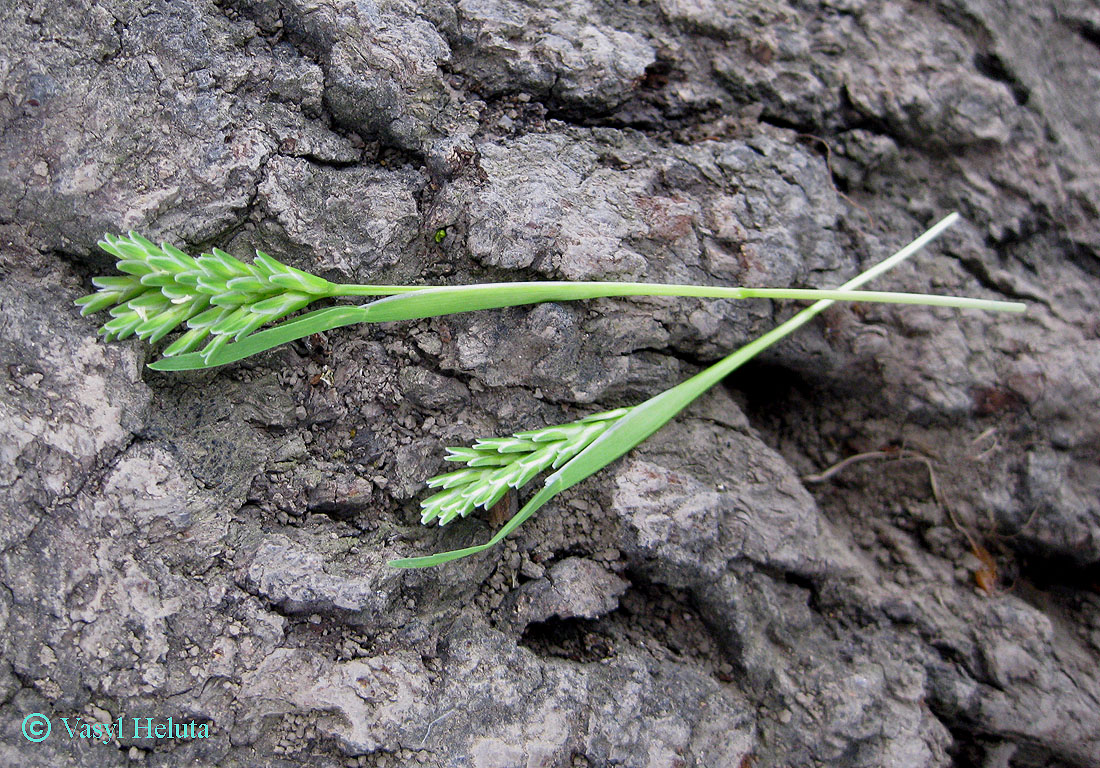 Изображение особи Sclerochloa dura.