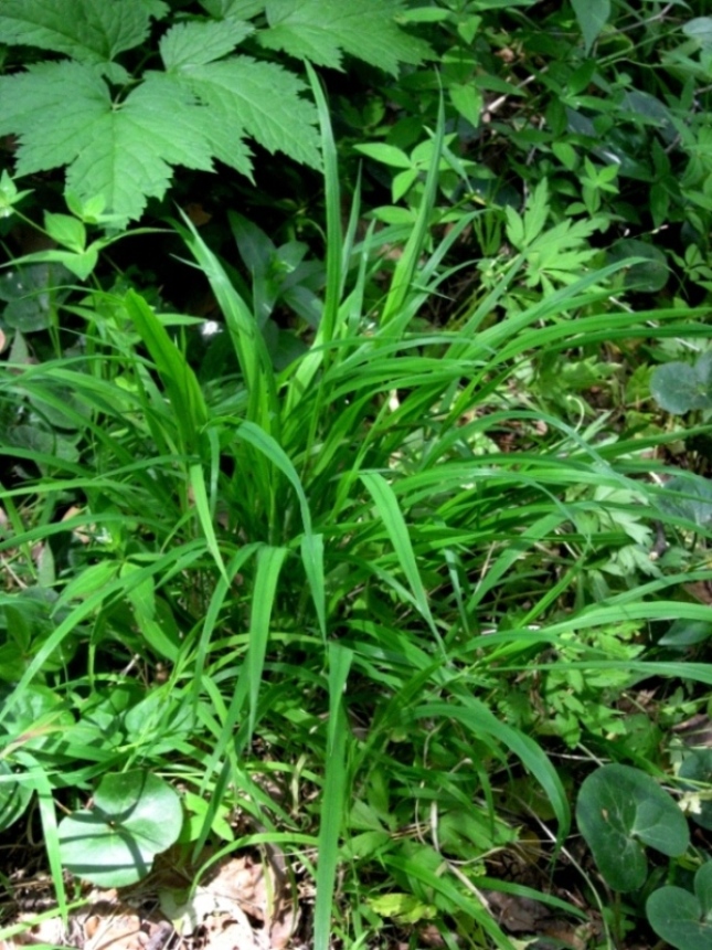 Image of Melica uniflora specimen.