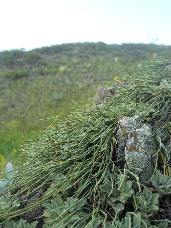Image of Ephedra monosperma specimen.