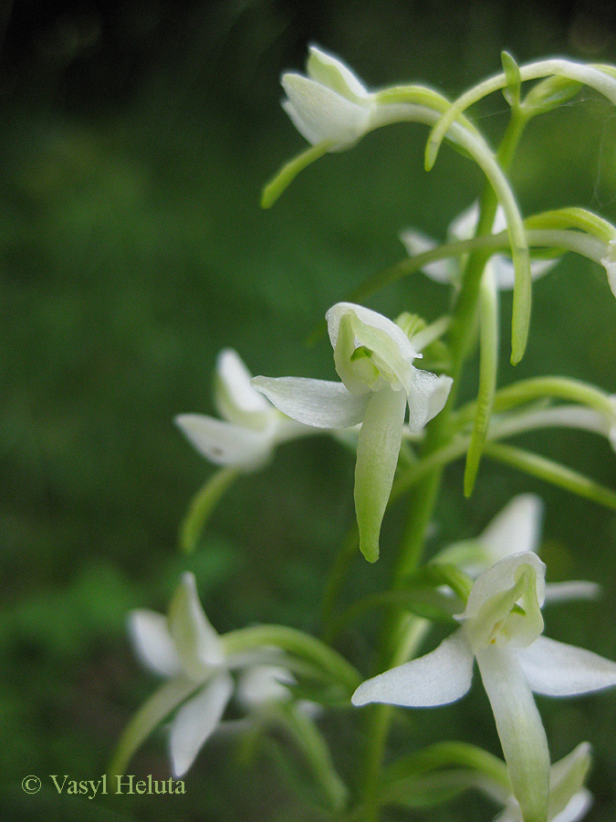Image of Platanthera bifolia specimen.