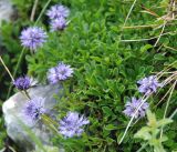 род Globularia. Цветущие растения. Черногория, Динарское нагорье, горный массив Дурмитор. 05.07.2011.
