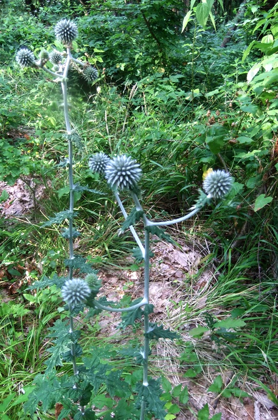 Изображение особи Echinops sphaerocephalus.