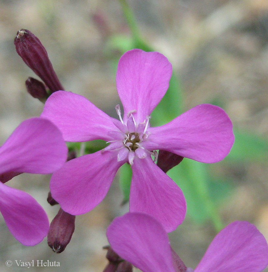 Изображение особи Silene lituanica.