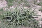 genus Astragalus. Вегетирующее растение. Таджикистан, восточный склон гор Санглак, 1300 м н.у.м. 24.04.2011.