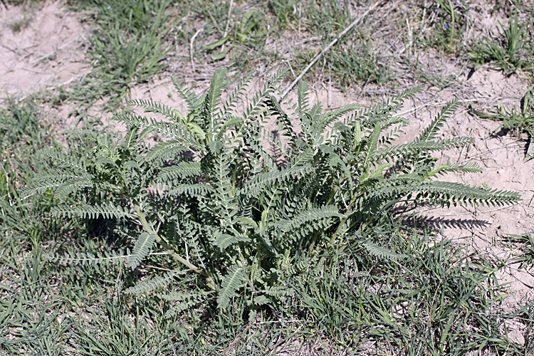 Изображение особи род Astragalus.