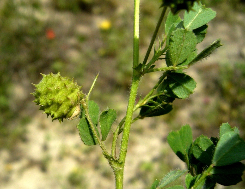 Изображение особи Medicago rigidula.