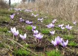 Crocus pallasii