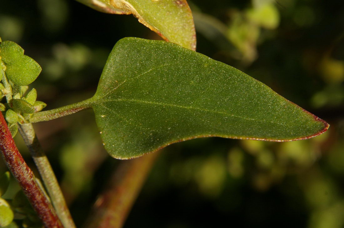 Изображение особи Atriplex micrantha.