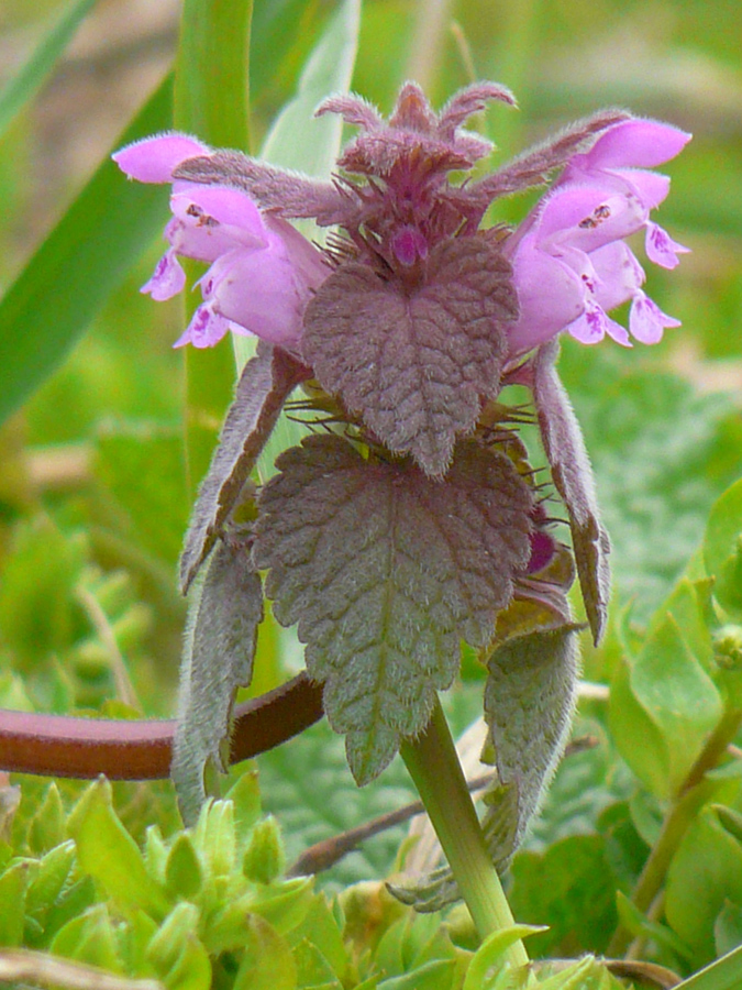 Изображение особи Lamium purpureum.