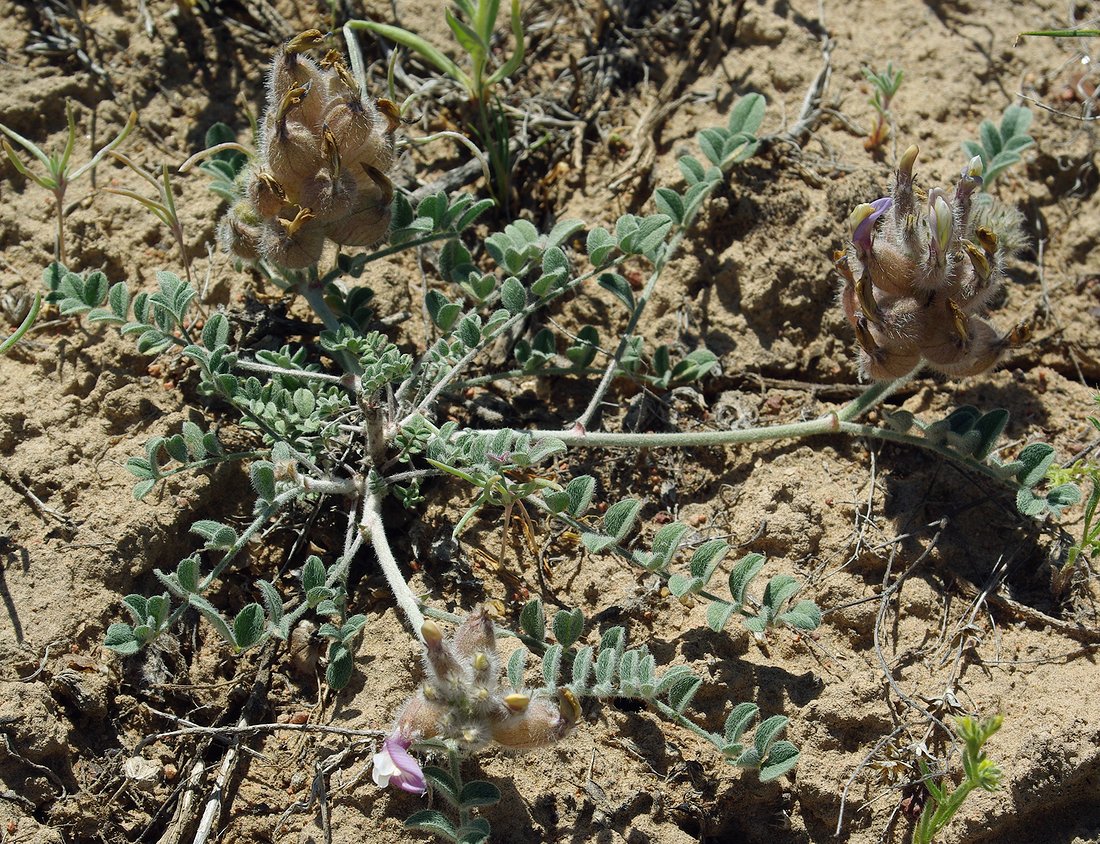 Image of Astragalus chaetodon specimen.